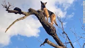 German Shepherd Gets Stuck In A Tree After Chasing A Cat Cnn Video