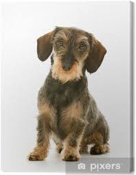 Image result for jezevčík drsnosrstý