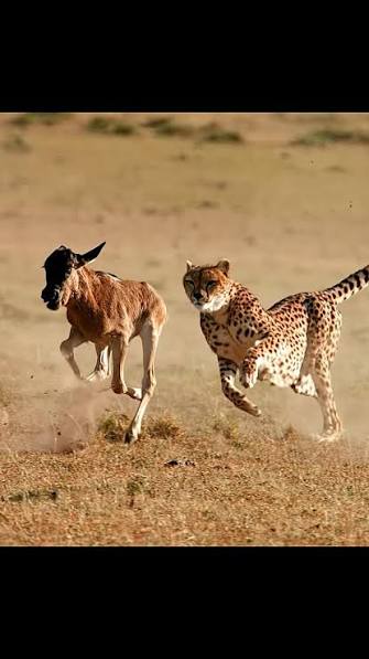 A cheetah can kill a medium-sized antelope such as a topi despite being dramatically lighter. An adult cheetah typically weighs only 35–65 kg, whereas an adult topi commonly weighs 90–160 kg. The
