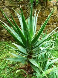 Aloe vera looks like a cactus but it isn't, the aloe vera plant is a member of the lily family which includes garlic and onion, and is a succulent plant species of aloe vera is only one type, although it is, to be sure, the best known of the aloes. Aloe Vera Cactus Succulent Plant Stock Photo Picture And Royalty Free Image Image 15755590
