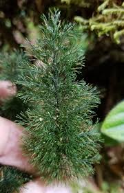 Image result for Abrodictyum