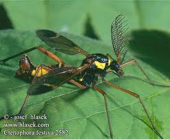It is found in europe. Kammschnake Ktenofora Prazdnichnaya Ctenophora Festiva Ctenophore Jardins