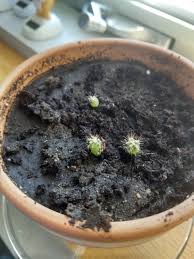 Then it had babies and i called them little richards. You Guys Ever Seen A Baby Cactus Album On Imgur