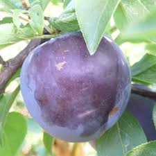 Bark of the tree has a strong, foetid smell. Black Splendor Plum Tree Fruit Tree Nursery Turkey