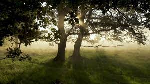 Discover And Download Free Videos Pixabay Descargue esta imagen gratuita sobre manos lavado higiene de la vasta biblioteca de imagenes y videos de dominio publico de pixabay. forest woods mystical