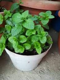 Maybe you would like to learn more about one of these? Speakshop On Twitter Spanish Word Of The Day Hierbabuena English Peppermint Ejemplo La Hierbabuena Es Una Planta Medicinal Y Aromatica Example Peppermint Is A Medicinal And Aromatic Plant Learn Spanish For Good