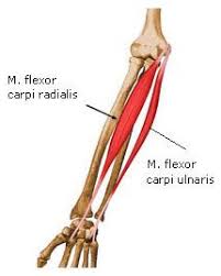 Extensor carpi ulnaris (ecu) muscle is a muscle of the superficial layer of the posterior compartment of the forearm. Anatomie M Flexor Carpi Radialis M Flexor Carpi Ulnaris Muscle Anatomy Anatomy Reference Ulnar Nerve