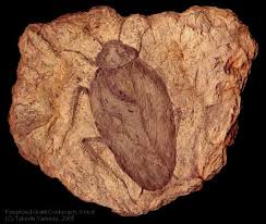 Curiosidades asquerosas sobre as baratas - Acredita Nisso?