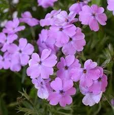 Aug 26, 2019 · woodland phlox (phlox divaricata) is a perennial that can be seen in dappled woodland or meadows from quebec to florida and west to texas. Phlox Creeping Costa Farms