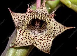 Image result for Huernia volkartii