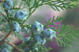 Image result for Platycladus