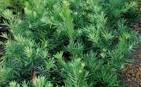 Image result for Podocarpus