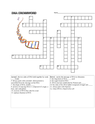 Dna crossword puzzle worksheet answers. Dna Crossword