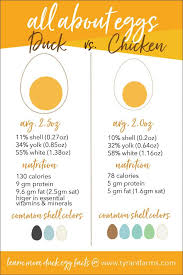 Duck Eggs Vs Chicken Eggs How Do They Compare Tyrant Farms