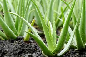 Is a perennial succulent plant that is grown worldwide mainly for medicinal and cosmetic uses. How To Grow Aloe Vera From Leaf Complete A Z Guide