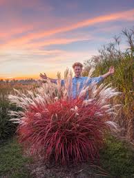 Image result for Miscanthus
