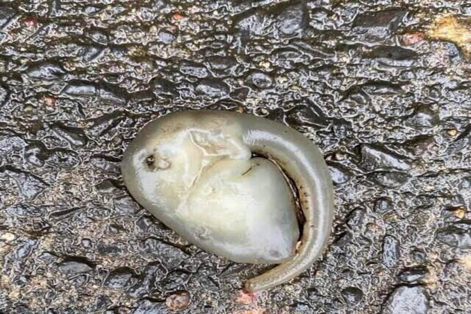 Strange 'alien-like' creature found on streets of Sydney amid heavy rainfall