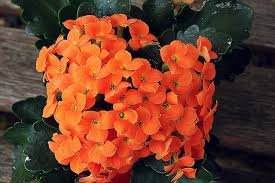 Kalanchoe Poisonous Plants To Dogs And Cats Dogalize