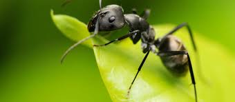 We have thousands of hours in the. Antworks Pest Control Exterminator Vancouver Wa And Portland Or
