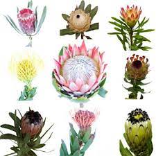 Pin On Protea