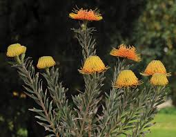 Image result for Leucospermum