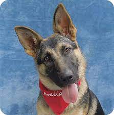 Proceeds from all purchases go to support north mecklenburg dog rescue! Charlotte Nc German Shepherd Dog Meet Greta A Pet For Adoption