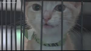 Get updates in your inbox whenver we get new pet listings that match your search. Local 5 Weareiowa Com Des Moines Local News Weather Des Moines Iowa Weareiowa Com
