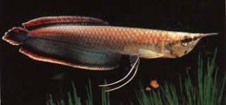 Pin On Black Arowana
