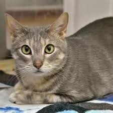 Available Pets At Austin Animal Center In Austin Texas In 2020 Pet Adoption Animals Animal Rescue