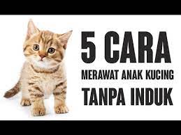 3.3 kapan anak kucing bisa diberi makan? 5 Cara Merawat Anak Kucing Tanpa Induk Youtube