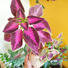 Image result for Coleus shirensis