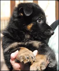 Black And Tan Puppies German Shepherd Black And Tan 6 Week Old German Shepherd Puppy Black German Shepherd Puppies Puppy Time German Shepherd Puppies