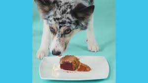 We went to the dog park and all of the dogs got a piece. How To Make A Dog Friendly Birthday Cake Blue Cross
