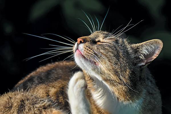 Mga resulta ng larawan para sa Cats whiskers sensitive to touch"