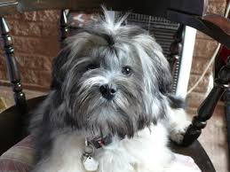 (breeds) a small dog of a breed with a long wavy coat, often having the hindquarters and tail clipped to resemble a lion. Pin Auf My Lowchen