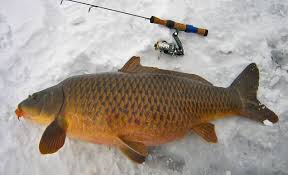 Creşterea crapului in policultură se rentează creşterea crapului în policultură, adică cu o altă specie, si anume, fitofagul. Metode UÈ™oare È™i Sigure De A Depista Crapul Indiferent De Tipul De ApÄƒ Sau Locul In Care Pescuim Familist Ro