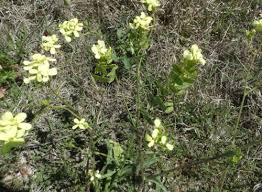 Image result for Oreophyton falcatum