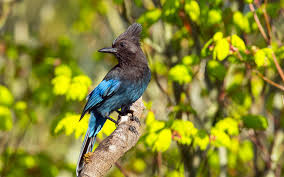 All illustrations are original and hand drawn by lisa l. Steller S Jay Audubon Field Guide