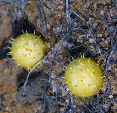 Image result for Cucumis myriocarpus