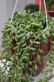 Senecio Rowleyanus Hanging Succulents Succulent Garden Diy Planting Succulents