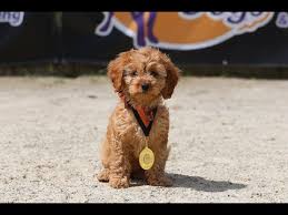 Check spelling or type a new query. Cavapoo Ultimate Guide Temperament Personality Health More