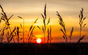 See more ideas about pictures, sunset, beautiful nature. Wallpaper Nature Plant Sunset Sky Night 1920x1200 Hd Picture Image