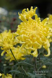 Irregular Incurve Chrysanthemum Fort Smith Irregular Incurve Chrysanthemum Dendranthema Chrysanthemum Flower Chrysanthemum Flowers Perennials