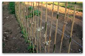 Climbing bean supports come in various designs. Green Bean Trellis Pole Beans Need Your Support