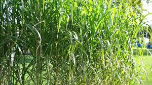 Miscanthus gíganteus aksel olsen aus der familie der poaceae stammt ursprünglich aus japan. Riesenchinaschilf Miscanthus Giganteus Aksel Olsen