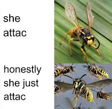 Pin By Noah Alimerko On Memes Funny Memes Best Memes Dankest Memes