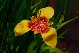 Image result for Pavonia rogersii