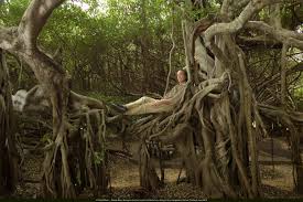 The ficus tree's root system is very invasive. Vertical Garden Patrick Blanc