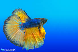 13 Types Of Betta Fish Includes Video Of The Rarest