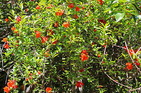 Small tree grows to twelve feet and is. Pomegranate Fruit Back Yard Biology